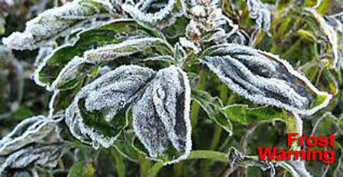 Frost Warning